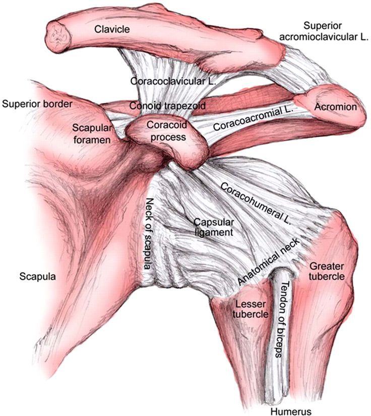 Coracoclavicular ligament Radiology Reference Article  - coracoclavicular ligament