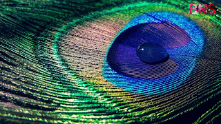 peacock beutiful wallpaper, peacock feather, beutiful peacock Morningpeacock wallpaper photo,  peacock wallpaper for walls,  peacock wallpaper design,  beautiful peacock wallpaper,  peacock feather wallpaper,  peacock live wallpaper,  peacock 3d wallpaper,  5d peacock wallpaper