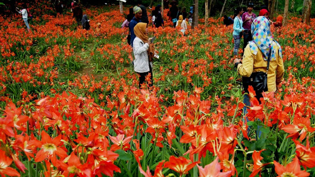 Taman Bunga Amaryllis Gunung Kidul