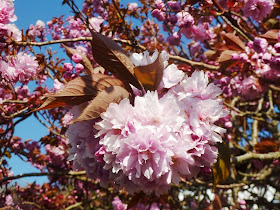 cherry blossom