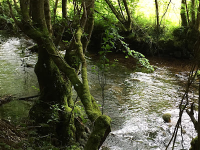 Spain, Marronda forest and the Eo River   by E.V.Pita (2015)  http://evpita.blogspot.com/2015/06/spain-marronda-forest-and-eo-river.html   Fraga de Marronda - río Eo (Baleira, Lugo)  por E.V.Pita (2015)