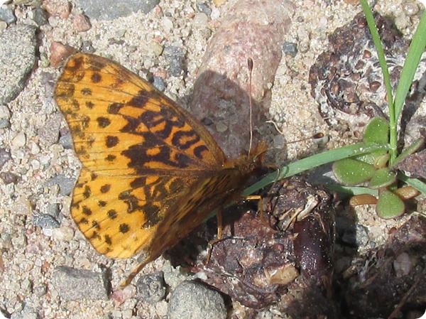 IMG_7570 Meadow Fritillary (Boloria bellona) Butterfly (12)