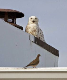 Snowy Owl Makes Rare Winter Visit to Georgia Sea Islands