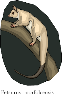 Squirrel Glider | Petaurus Norfolcensis Free Clipart