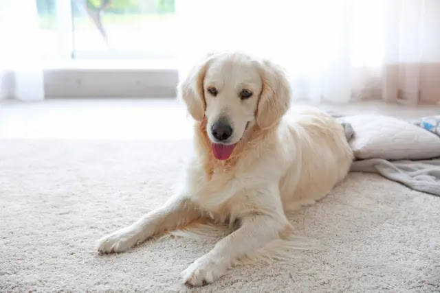 pourquoi-mon-chien-gratte-le-tapis