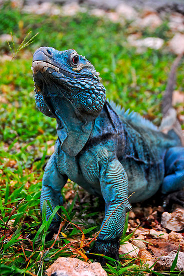 The blue iguana lives on the Grand Cayman Island in the Caribbean where over