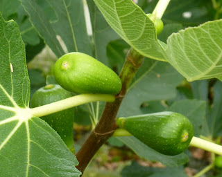 A fruitful fig - St. Michael's Church, Chemainus B.C.