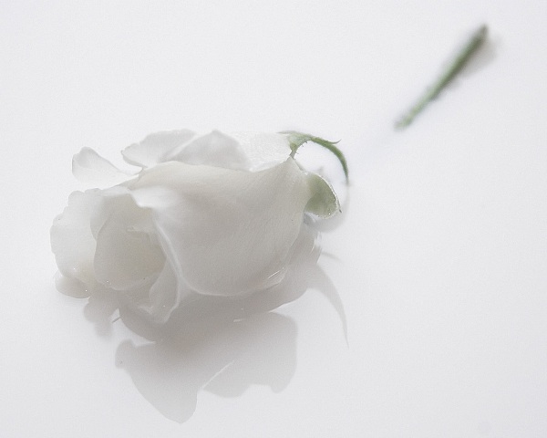 single white rose wallpaper. wallpaper flowers rose.