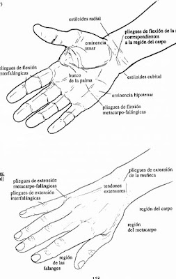 Mano y partes 1