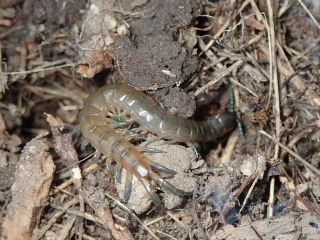 Scolopendra oraniensis