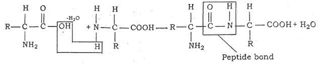Composition and structure of Protein
