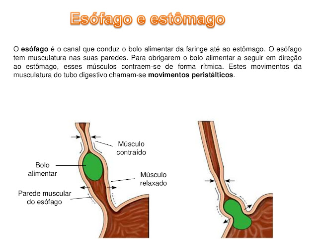 Sistema Digestivo