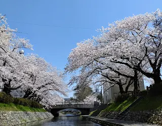 富山市松川遊覧船からの桜