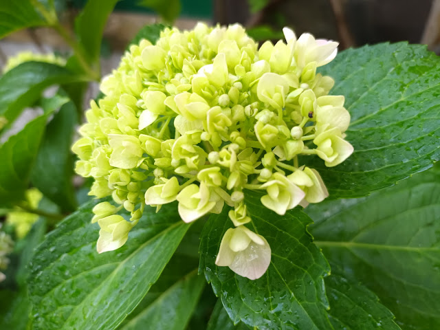 Hortensia (Hydrangea macrophylla (Thunb.) Ser.).