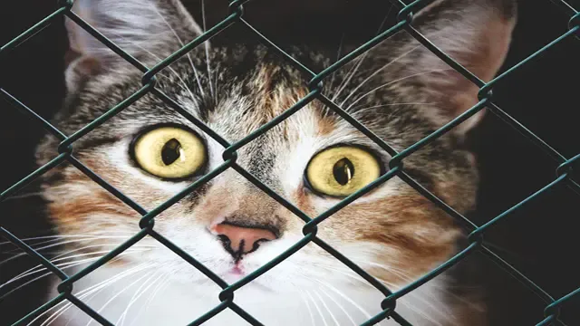 The pros and cons of using Cat cages