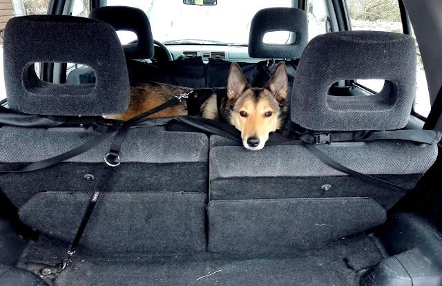 bezpieczeństwo psa w samochodzie