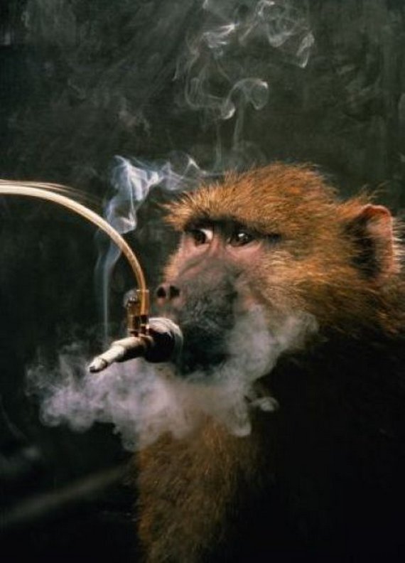 Monkey Addicted to Cigarette Seen On www.coolpicturegallery.us