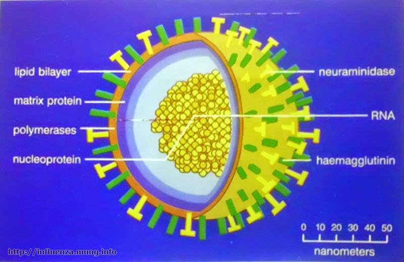  Gambar  Macam Struktur Tubuh Virus  Artikeltop Xyz Kapsid 