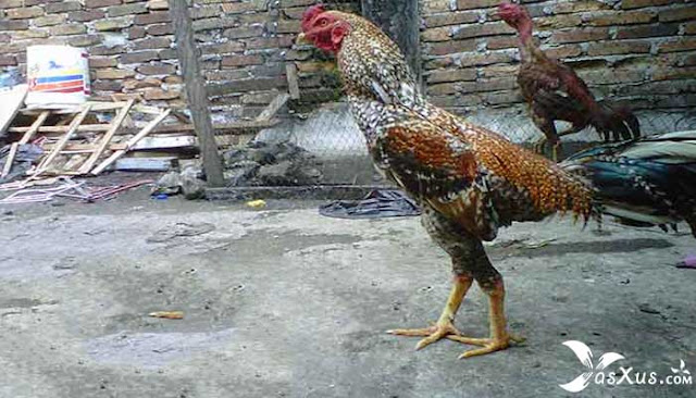 Ini Penyebab Ayam Bangkok Aduan Kurus Dan Susah Gemuk