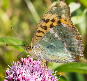 Silver-washed Fritillary, Argynnis paphia.  Nymphalidae.   High Elms Country Park, 4 August 2014.