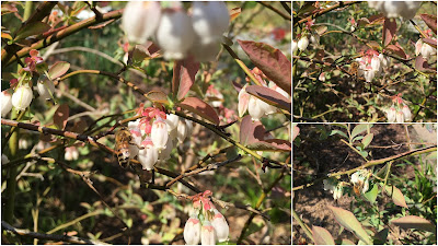 bee, beekeeping, blueberry, Carpenter Bees, nectar, foraging, 