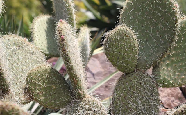 Cactus Flowers Pictures