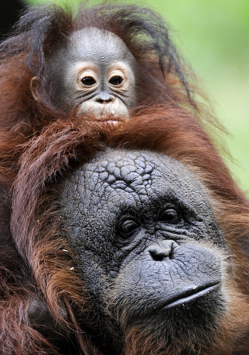 Orphaned baby  Orangutan  gets a mommy 4 pics Amazing 