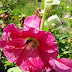 Stockrosor/Hollyhocks