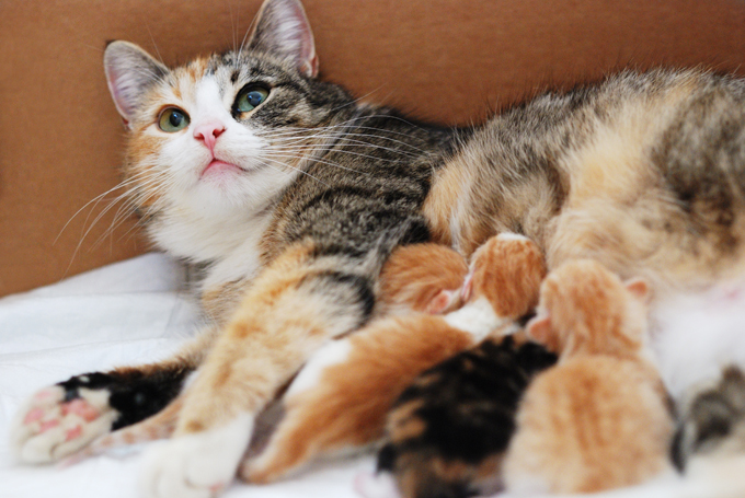 chocolate break Perawatan Ibu  Kucing Setelah Melahirkan