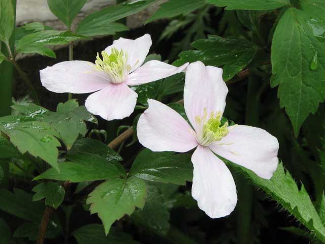 Blog 今日も庭にでてます 難しいものです 植物の名前についてとクレマチスの花