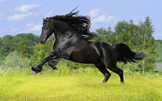 Wild Horses HD Wallpapers