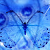 wallpapers: Blue Butterfly Art Wallpapers