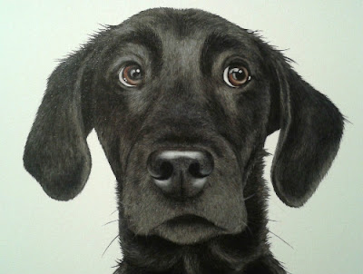 Black Labrador Pet Portrait Oil on Canvas