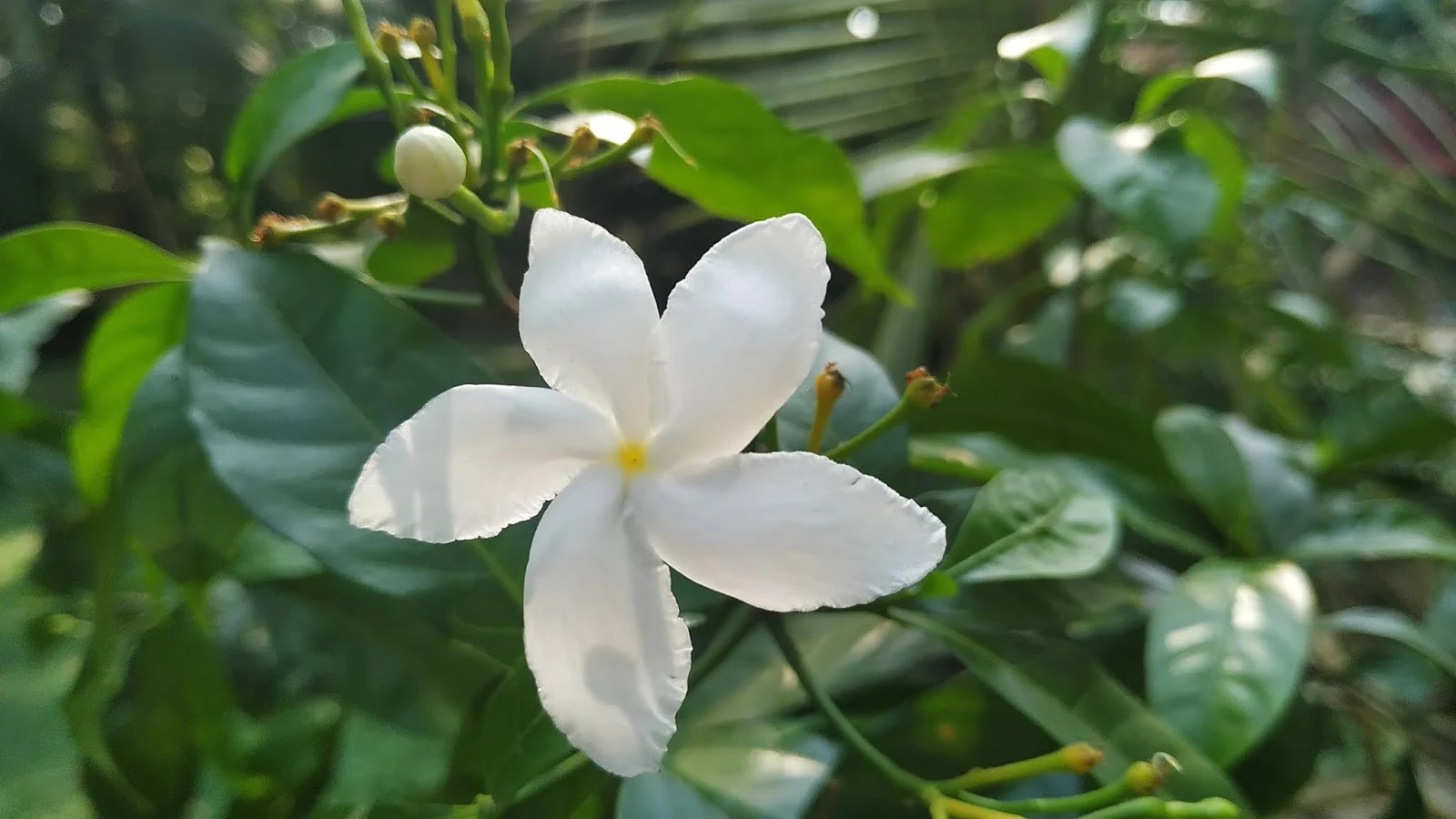 Natural Garden White Flower  