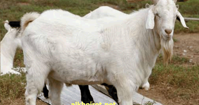 Qurban (Kurban) dalam Islam