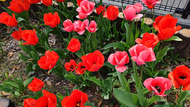 花博記念公園鶴見緑地 チューリップ