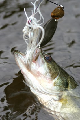 How to TIE a Spinnerbait! Spinnerbait Tip! One of the Best Lures for  Catching Fish 