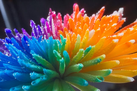 Best Rainbow Flower HD Wallpaper Free