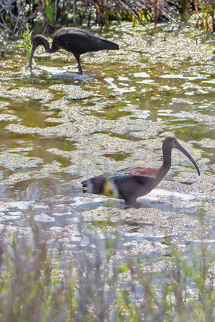 Birds, White-faced Ibis, birder, birdwatching, raptors, hawks, nature, wildlife, photography, Ibis