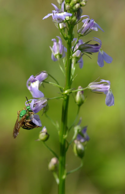 Pineland Lobelia - Lobelia homophylla