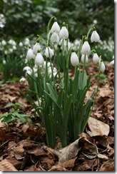 Snowdrop