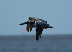 Brown Pelican - Bunche Beach, Florida