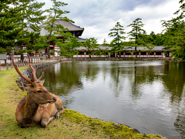 Ciervo en el exterior del templo Todai-ji :: Canon EOS5D MkIII | ISO100 | Canon 24-105@28mm | f/7.1 | 1/50s