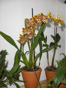 Odontoglossum hybrid (Cambria) all plant and flowers