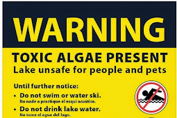 Toxic Blue-Green Algae Advisory in effect for Black Lake