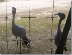 2008.05.26-021 grues