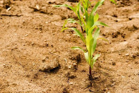 The implications of plants needing less water with more carbon dioxide in the environment changes assumptions of climate change impacts on agriculture, water resources, wildfire risk, and plant growth, say scientists. (Credit: © yommy / Fotolia) Click to Enlarge.