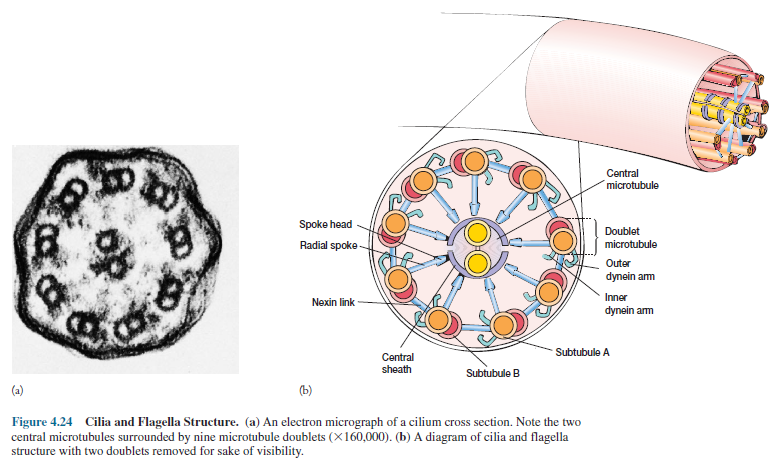 Cilia and Flagella Structure