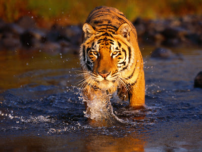 Desktop Tiger Wallpaper