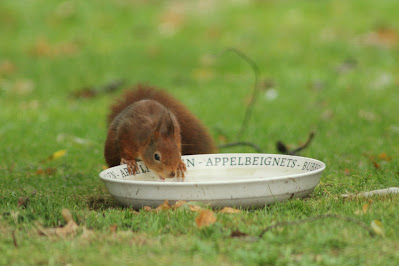 In onze tuin